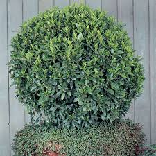 Image result for bay leaf bush foto