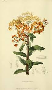 Pin On Flower Illustrations