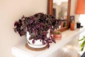 Department of agriculture plant hardiness zones 9 to 11 as a groundcover, purple heart (setcresea or tradescantia pallida) has become even more popular as a houseplant. Spiderwort Indoor Plant Care Growing Guide