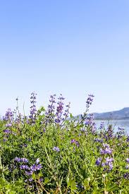 Shop your local lake elsinore florist and send fresh flowers! Lake Elsinore Lupine Wildflowers Salty Canary