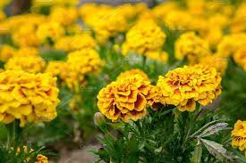 Marigold Flowers In Summer Marigold Flower Flowers Yellow Flowers