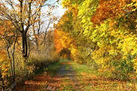 Follow the vibe and change your wallpaper every day! Autumn Way In The Park As Nice Natural Background Stock Photo Picture And Royalty Free Image Image 13035329