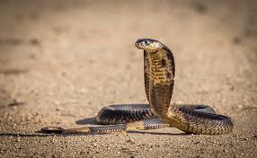 spitting cobra in strike pose. greeting