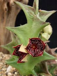 Image result for Orbea carnosa