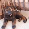 Find german shepherd dogs and puppies from nebraska breeders. Https Encrypted Tbn0 Gstatic Com Images Q Tbn And9gctqycqz3y7olhpa1ujwrbkcbucd6nrta7adbksaqxdl K1f Pmt Usqp Cau