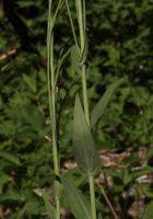 Image result for Turritis glabra