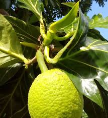 Pin Pa Fruit