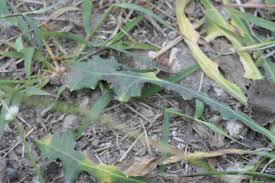 Image result for Launaea sarmentosa