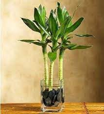 Beautiful Indoor Water Plants Plants Bamboo Plants Water Plants