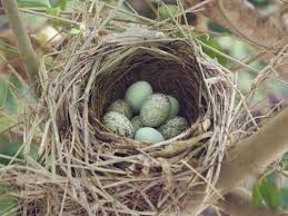 Garden Bird Birds And Their Eggs Pictures Beautiful Bird Nest Bird Eggs Beautiful Birds