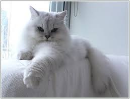 Chinchilla Longhair Cat Fun Animals Wiki Videos Pictures Stories Cats Gorgeous Cats Pets Cats