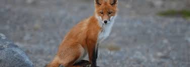 Are they finding food in your garden, eg meat/fat/cooked food in. How To Keep Foxes Away For Good Help Centre Electric Fence Online