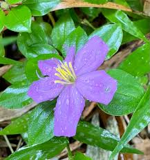 Image result for Heterotis decumbens