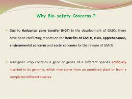 Biosafety Issues Related To Gm Crops