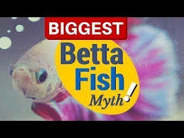 From whether the betta fish can really survive in a flower vase to whether two male betta fish will really kill each other in a lake as big as lake erie. Petition Petco Tell Pet Stores To Stop Selling Tiny Fish Bowls For Bettas And Goldfish Change Org