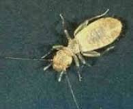We have a 98% satisfaction rating! Around The Clock Services Environmina Pest Control Llc