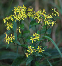 Image result for Senecio sp.no.1