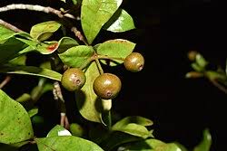 Image result for Ixora phellopus