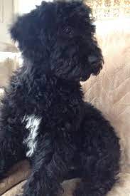 Giant schnoodle pups ron macdougall edmonton ab phone: Pin On My Dogs