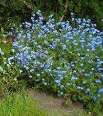 10 Plants That Will Grow In The Shade Shade Plants Shade Garden Plants Shade Tolerant Plants