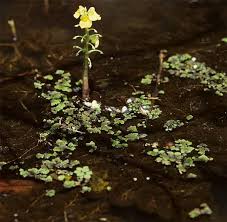 Image result for Utricularia tortilis