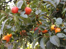 Image result for Diospyros