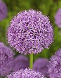 Allium Gladiator Summer Flowering Bulbs Spring Flowering Bulbs Bulb Flowers