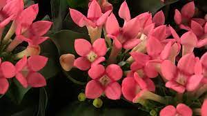 Bouvardia Flower Garden Flower Lover Flowers