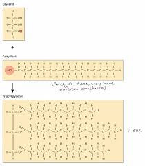 4 Lipids Lipids Macromolecules Biology Khan Academy Macromolecules Biology Biochemistry