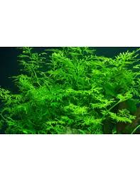 Image result for Ceratopteris thalictroides