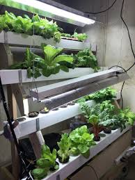 What is the kratky system and what grows best in the kratky hydroponic method of growing vegetables? Hydroponics A Growing Trend For Raising Food Year Round In Lake County Chicago Tribune