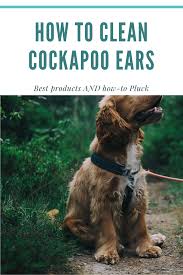 Your puppy will need a collar and leash the day you bring her home. How To Clean Cockapoo Ears Definitive Guide And Top 3 Products Oodle Dogs Cockapoo Cockapoo Puppies Puppy Ears