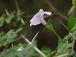 Image result for Ipomoea marginata