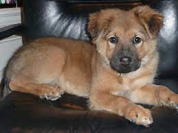 It has brown eyes, a long tail, and can vary a lot in size and color. 17 Adorable German Shepherd Mixes Top Of Their Class Mixed Breeds