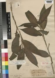 Image result for Ancylobothrys scandens