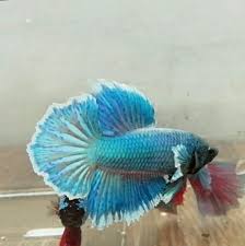 Buy live online siamese fighter fish now available at petwave, the majority of which are sourced from superior our bettas are packed carefully and delivered direct to you with a 100% live fish guarantee. Betta Fish At Rs 100 Unit Siamese Fighting Fish à¤¬ à¤Ÿ à¤Ÿ à¤« à¤¶ Mallu Betta Care Pathanamthitta Id 20454489991