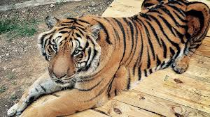 Probably not, since they are native to tx. Does The Us Have A Pet Tiger Problem Bbc News