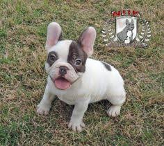 Find a french bulldog puppies on gumtree, the #1 site for dogs & puppies for sale classifieds ads in the uk. 43 Rare Colored French Bulldogs Ideas French Bulldog Bulldog Rare