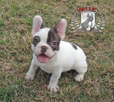 Price is always higher than the already expensive standard french bulldog puppy. 40 Rare Colored French Bulldogs Ideas French Bulldog Bulldog Rare