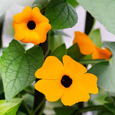 Image result for Thunbergia alata