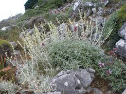 Sideritis Syriaca Mediterranean Plants Witch Garden Plants