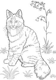 Maybe you would like to learn more about one of these? Cute Realistic Kitten Coloring Pages Novocom Top