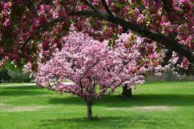 Maybe you would like to learn more about one of these? Why Is My Crabapple Tree Dropping Leaves Home Garden Qctimes Com