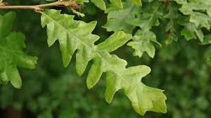 A true gem of the plant world this is a small tree with exceptionally pretty, cream variegated foliage from spring until autumn. Turkey Oak Quercus Cerris British Trees Woodland Trust