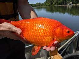 Goldfish are a form of domesticated wild carp and are a close relative of koi. Jmmm6qkgajcigm