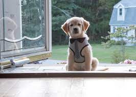 We did not find results for: Akc Golden Pups Golden Retriever Puppies New Hampshire