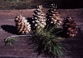 Image result for Gerardiina