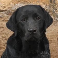 Our labs are raised as beloved family pets and never housed in kennels. Pin On Labs