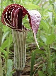 Jack In The Pulpit Shade Flowers Flowers Hardy Perennials