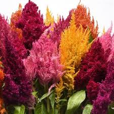 Image result for Celosia elegantissima